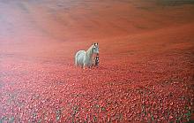 Poppy Field - oil, canvas