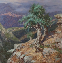 Old Olive Tree. Corsica - oil, canvas