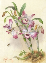 Orchidaceae Denrobuim Nobile - watercolors, paper
