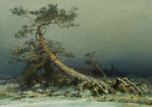 Pine Tree - oil, canvas