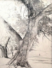 Old Tree Trunk - pencil, paper