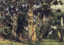 Oak Trees - oil, canvas