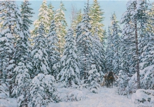 Morning In The Winter Forest - oil, canvas